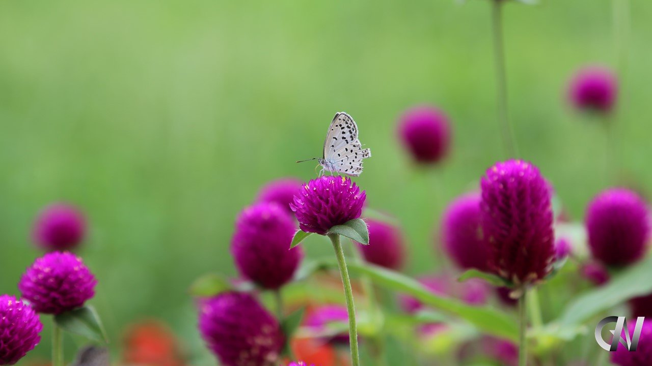 紫の花の蜜を吸っている白い蝶々