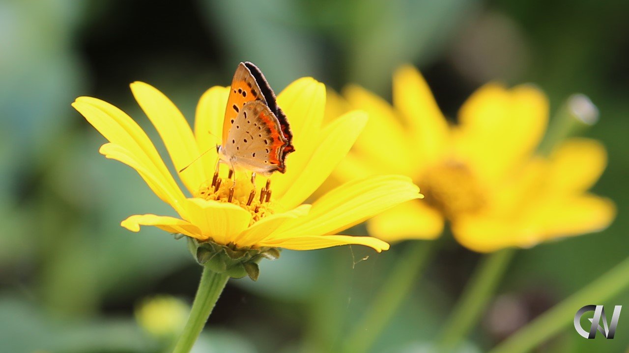 黄色い花の蜜を吸う蝶々