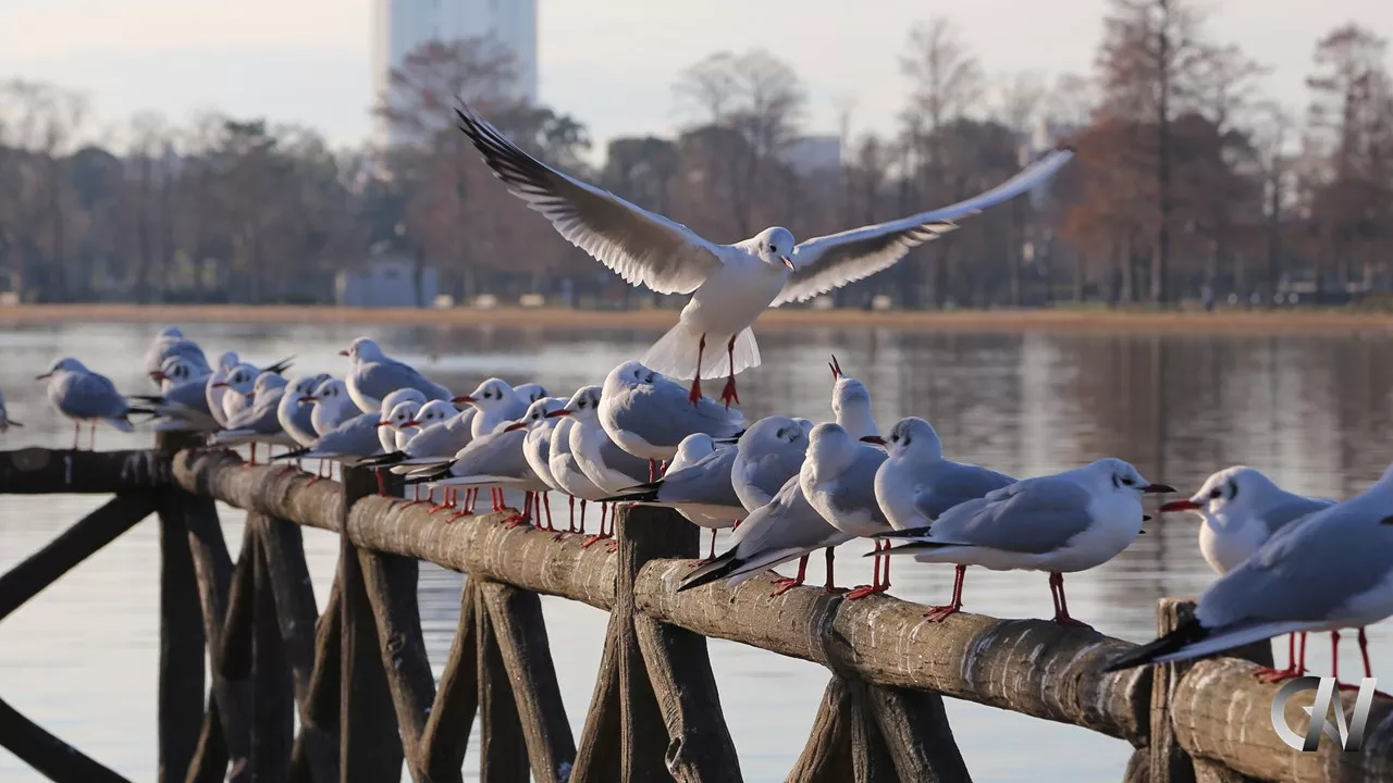 鳥が着地点で悪戦苦闘する様子