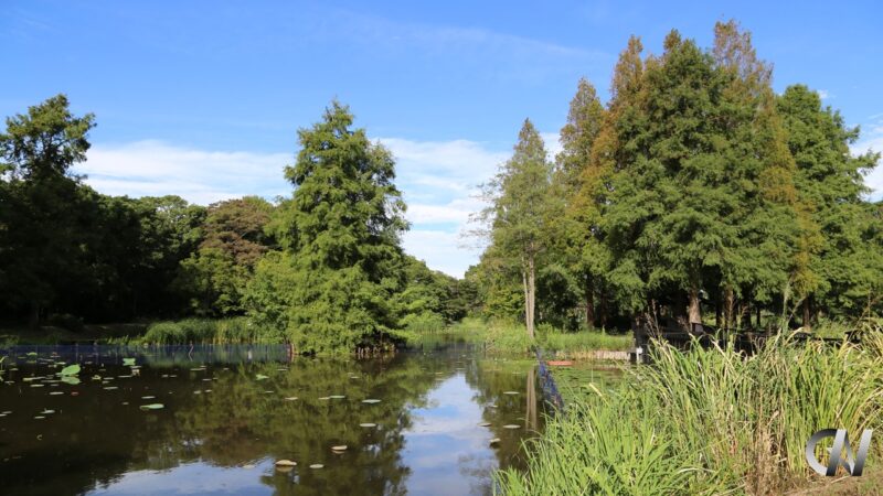 Aquatic Plant Garden