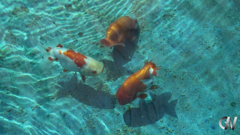 Example of Edomae Goldfishes