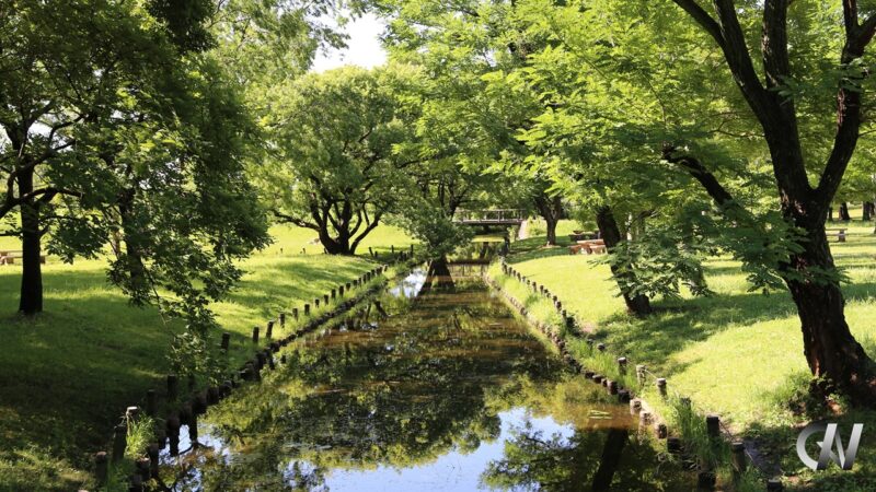 Forest with reflective River (Summer)