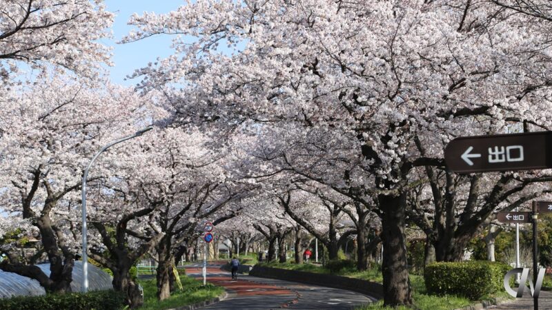 Cherry Blossom Road (Spring)