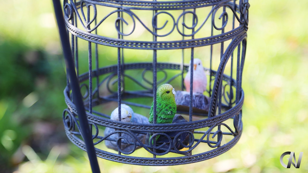 Birds protected by the cage